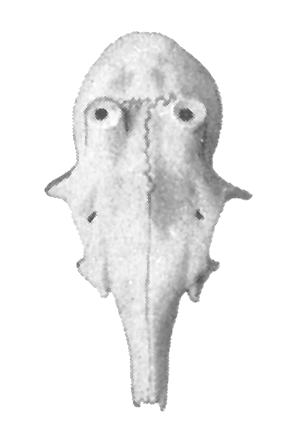 Rehschädel Modell E